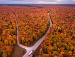 Autumn forest in Michigan
