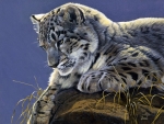 Snow Leopard