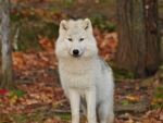 Canadian Timberwolf