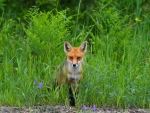 Red Fox