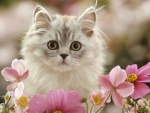 Spring Kitten