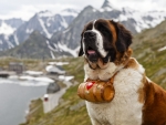 saint bernard