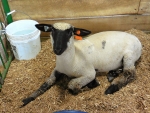 A Sweet County Fair Sheep : )