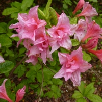 Azalea