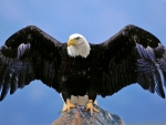 Bald Eagle Spread Wings
