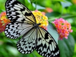 Butterfly on Flowers
