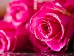Pretty Pink Roses