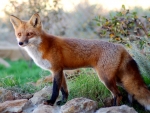 Red Fox