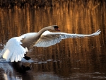Swan Flight