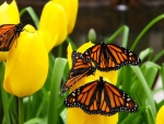 Butterflies on Yellow Tulips
