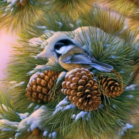 Dawn Chickadee