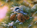 Dawn Chickadee