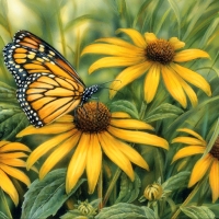 Monarch Butterfly