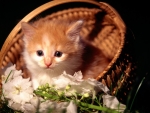 Cute Fluffy Kitten in a Basket