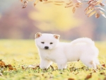 Cute White Puppy