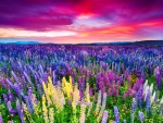 Sunset is in the flower field