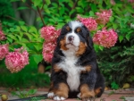 Bernese mountain dog