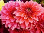 Pink Dahlias