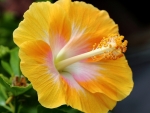 Yellow Hibiscus