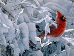 Red Cardinal on Snowy Trees