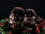 Two Spitz Puppies