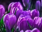 Spring crocuses