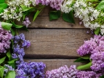 Lilac background