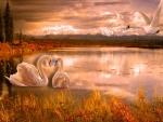 Swans in Autumn