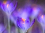 Crocuses
