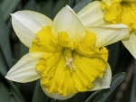 Daffodils Close-up