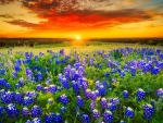 Texas pasture filled with bluebonnets at sunset