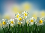 Daffodils