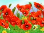 Poppies