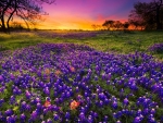 Dawn breaks over a field of bluebonnet