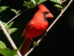 Red Cardinal