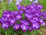 Crocuses
