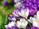 Crocuses