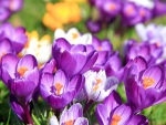 Crocuses