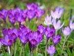 Crocuses