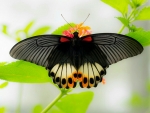 Beautiful Dark Butterfly