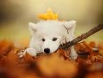 Samoyed Dog