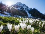 Spring in Ramsau, Austria