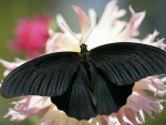 Black Butterfly On White Flowers