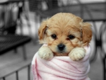 Sweet Puppy