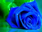 Drops on Blue Rose