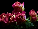 Roses