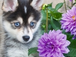 Husky puppy