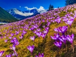 Crocuses in the Chocholowska Valley