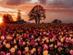 Sunset Over the Tulips Field