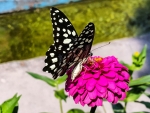 Butterfly on Lovely Flower